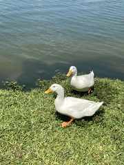 Anas platyrhynchos domesticus