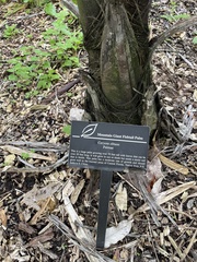 Caryota obtusa