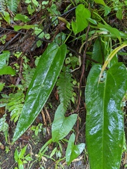 Anthurium dominicense