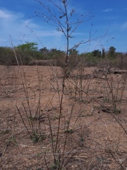 Kosteletzkya depressa