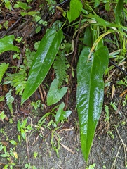 Anthurium dominicense