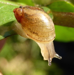 Succineidae