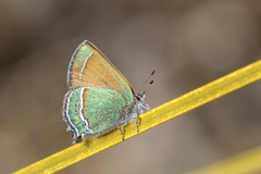 Callophrys mcfarlandi