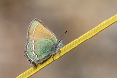 Callophrys mcfarlandi