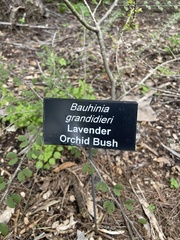 Bauhinia grandidieri