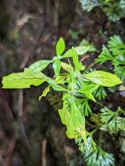 Spermacoce prostrata