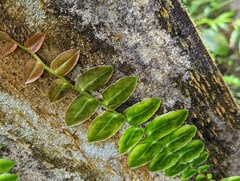 Marcgravia rectiflora
