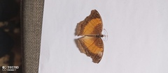 Junonia terea terea