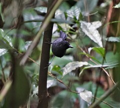 Percnostola rufifrons