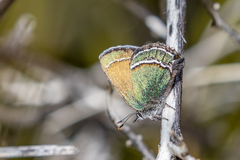 Callophrys mcfarlandi