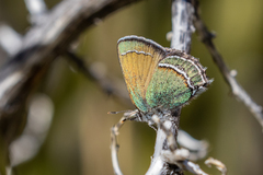 Callophrys mcfarlandi
