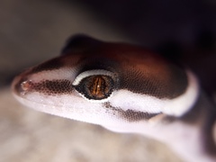 Black Banded Gecko photo 3