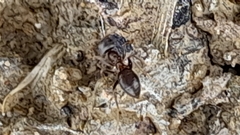Lasius