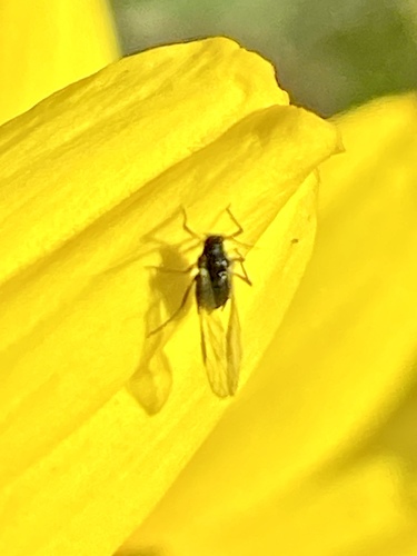 iNaturalist observation photo of Aphids