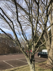 Carpinus turczaninovii