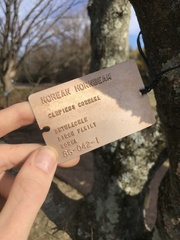 Carpinus turczaninovii