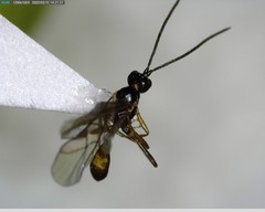 Ichneumonidae