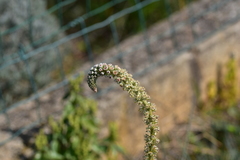 Reseda alba