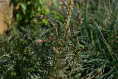 Reseda alba