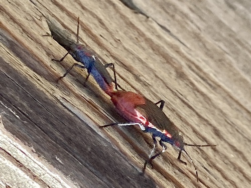 iNaturalist observation photo of Red-shouldered Bug