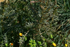 Reseda alba
