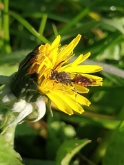 Nomada flavoguttata