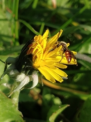 Nomada flavoguttata