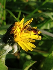 Nomada flavoguttata