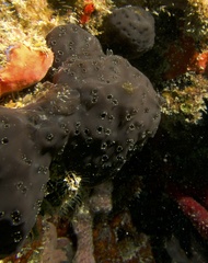 Stomozoa roseola