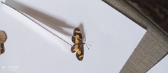 Acraea sotikensis