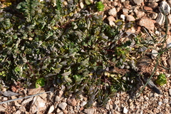 Hippocrepis biflora