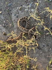Bothrops ammodytoides