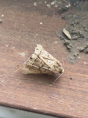 Diatenes aglossoides