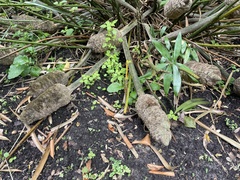Zamia loddigesii