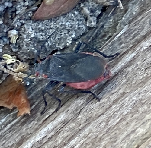 iNaturalist observation photo of Red-shouldered Bug