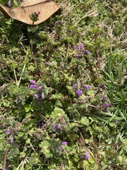 Lamium amplexicaule