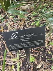 Zamia loddigesii