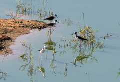 Himantopus mexicanus