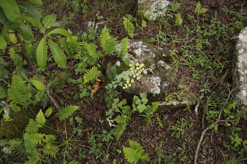 Pellaea calomelanos var. calomelanos image