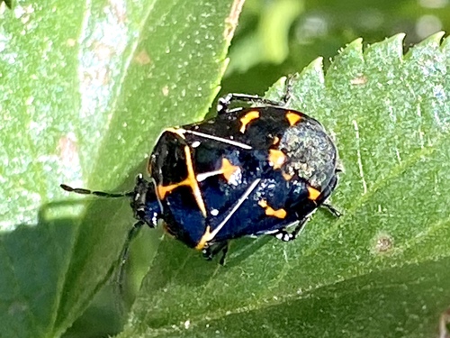 iNaturalist observation photo of Harlequin Bug
