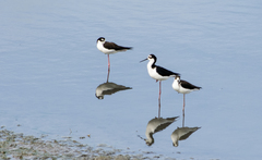 Himantopus mexicanus