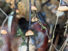 Anthracophyllum