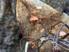 Anthracophyllum