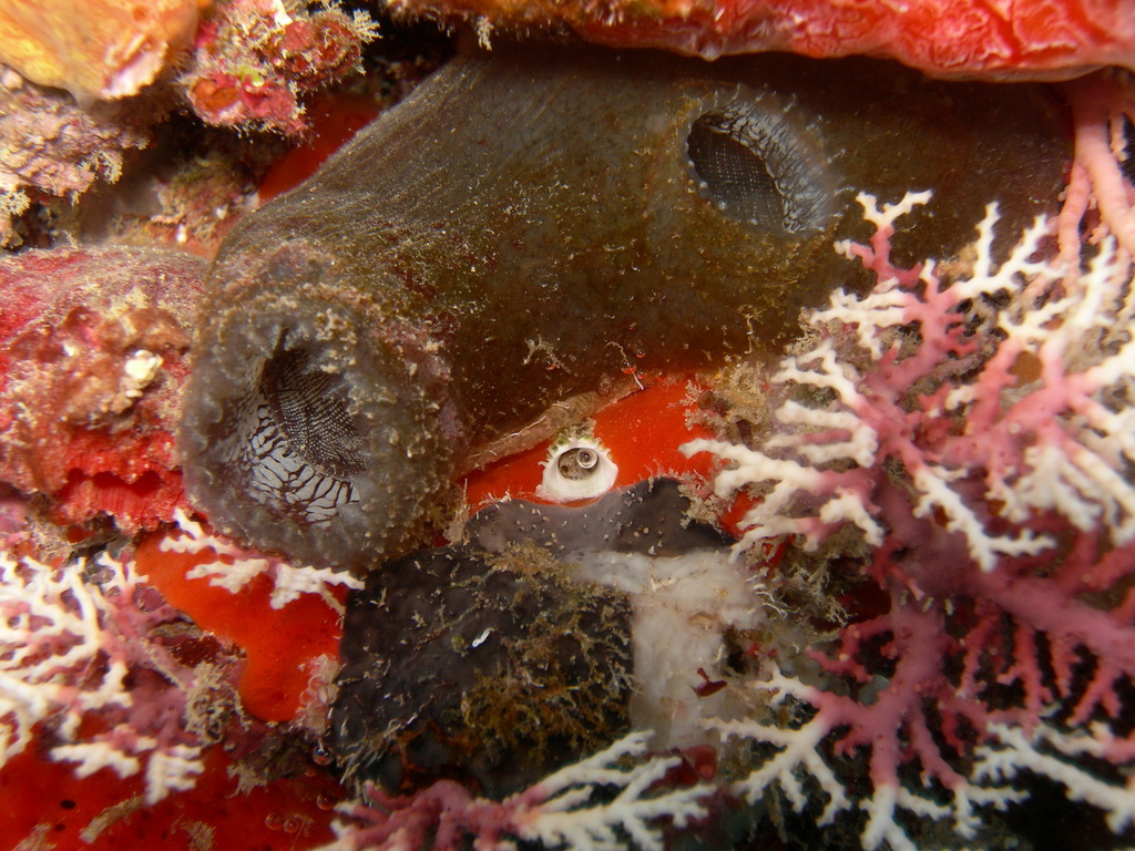Ascidia interrupta