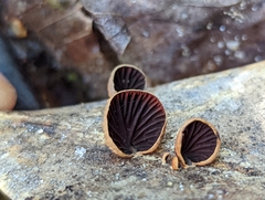 Anthracophyllum