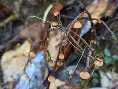 Anthracophyllum