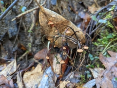 Anthracophyllum