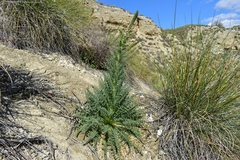 Reseda suffruticosa