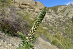 Reseda suffruticosa