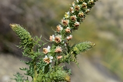 Reseda suffruticosa
